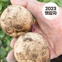 23년산 포슬포슬 햇수미감자 3kg/5kg, 소중혼합/찜용3kg