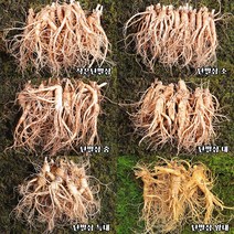 금산인삼 수삼 난발삼 크기별 5채 3750g 무료세척 묶음판매, 난발삼 소, 비세척(세척안함)