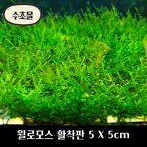 [수초몰] 윌로모스 (월로모스) 5cm X 5cm 활착판 /활착 모스 초보수초 음성수초 활착수초 활착모스 모스활착 피규어모스 화산석활착 구피 새우 수초맛집 피규어활착 피규어 모스볼, 1개