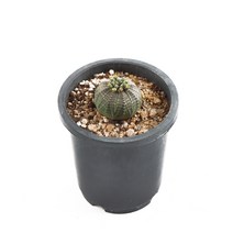 갑조네 오베사 실생선인장 야구공 선인장 다육이 반려식물 키우기