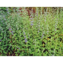 보람농자재 층꽃/야생화/지피식물, 1판(30개)