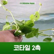초보 수초 키우기 코타일 2촉, 단품