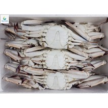 냉동 꽃게 절단 꽃게 게장용 꽃게 찌개용 냉동 꽃게 절단양념게장용 냉동 꽃게 찜용 냉동 꽃게 절단 업소용 냉동 꽃게 절단 게장용, 200-300(16/17미)4kg