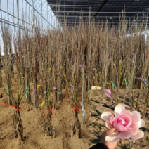 [모든원예조경] 신품종 목련나무 (접목1년생) 목련묘목 모음, 분공주(분홍색)