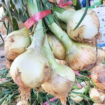 22년 햇양파 3kg 5kg, 1박스, 양파(중) 5KG