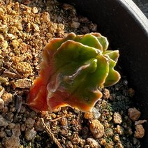 [올식스] 신종난봉옥금 320 선인장 다육금 다육식물 다육이 키우기