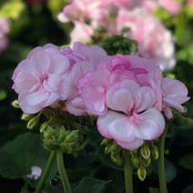 [어린모종]제라늄(영양계-조날) : 8cm분, 핑크 레이스, 1개