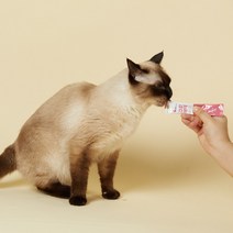 허비캣 고양이 츄르 종합 영양제 면역력 구내염 치석제거 잇몸 약 구강싹싹 연어맛 180g, 12g x 15포