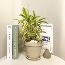 송오브인디아 독일토분 화이트 세트, 플라스틱 받침, 1개