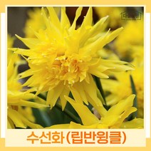 수선화 구근 모종 립반윙클 2개