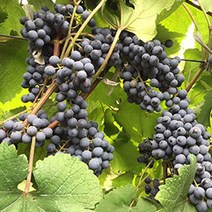 목하원예조경 머루나무 묘목 독일왕머루나무 (포트묘), 1개, 혼합색상