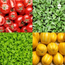 리틀플랜트 모종 모음 상추 고추 방울 토마토 옥수수 수박 참외 오이 호박 콩 텃밭 채소 깻잎 대파, 쌈채소모종, 청로메인 5개
