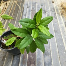 봄바람가든 백진달래 15cm포트 진달래묘목 희귀종 하얀진달래
