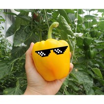 친환경 파프리카 미니파프리카 못난이파프리카 빨간 노란 고당도파프리카 2.5kg, 가정용, 일반