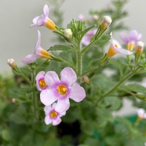 [다온야생화] W2094 향설초 (핑크) (10cm) [랜덤]