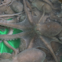 생선톡톡 살아있는 뻘낙지 (사이즈 선택가능), 1마리, (대) 산낙지 1마리 150~190g