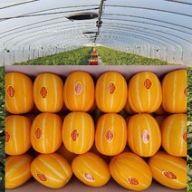 [ 산지직송 공주네 ] 성주참외 당도선별 꿀 참외 1kg 2kg 4kg 5kg 10kg 가정용 선물용 참외, 1box, 06.참외 가정용/소과(꼬마과) 5kg