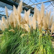 팜파스그라스/6치포트/모종/c2658