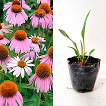 세종의정원 에키네시아꽃 야생화 들꽃 모종 8cm 포트묘 다년초 20개