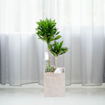 에코플랜트 공기정화식물 개업축하화분 인테리어화분 [서울.경기 평일 당일배송][지방 익일 택배도착]<토요일 오후 일요일 주문건 월요일배송>, 08. 콤펙타 검정, 1개” class=”wr-img”></a></div></p></div></p></div></p></div><div class=