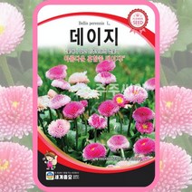 데이지 300립 / 꽃씨 데이지씨앗 데이지씨, 단품