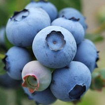 블루베리(듀크)2년생포트(3개묶음)/묘목/G0415, 3개