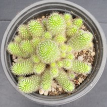 꽃다리 레부티아 38 다육식물 선인장 아이만배송, 1개