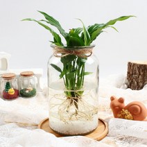 [바보사랑] 미미네가든 자동급수 테이블야자 화분 키우기세트, 상세 설명 참조, 상세 설명 참조