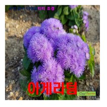 희귀씨앗 멕시코 엉겅퀴 아게라텀 씨앗 20립