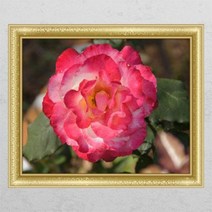 부귀의빨간목단화2 창문그림액자.꾸밈, D타입엘레강스실버