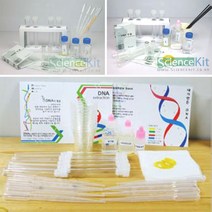 DNA 추출실험 디엔에이 전해질 생명 과학 실험키트 식물세포 동물세포 4인 10인 세트, 동물세포 10인세트