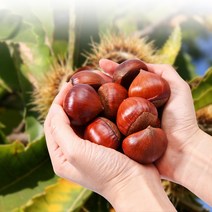 국산 약단밤 공주 정안 밤 알밤 약밤 햇밤 1kg 2kg 4kg, 4. 소 사이즈(칼집 약단밤) 4kg