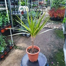 40~60cm 149 옐로우마지나타 중품