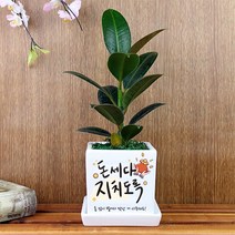 돈세다지치도록 개업 선물 실내 공기정화식물 화분 맞춤형 축하 메세지 꽃화분 배달 입주 집들이 이사 가게오픈 카페 식당 승진 사무실 그린조아, 천냥금, 쇼핑백O