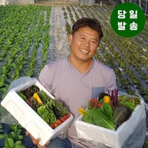 양주농부 모듬채소 20종 클로렐라 쌈채소 유러피안 샐러드 야채 600g-1kg, 1박스, 클로렐라쌈채소 1kg