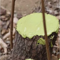 나무상처 톱신페스트 유합제 코팅 과수원 분재 치료, 식물상처치료제 500gx1병, 500g, 1개