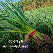 제주바람농원 제주 풋마늘(잎마늘) 1단 2kg