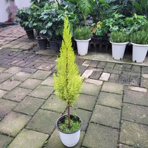무배특가 대박상품 율마 외목대 중품 40~60cm 75 허브