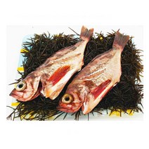 가거도 불볼락 (특대/대) 산지직송 볼락구이 찜 신선함그대로 아기반찬, 가거도 불볼락 대 3미