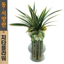 치타플라워 동양란 태양금 [CD08-002] 승진 개업 축하 난 동양난 영전 취임 생일 선물 화분 고급 란 전국 당일 배송 꽃배달