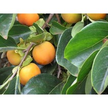 대봉감나무 감나무묘목 대봉감나무 중묘 1그루