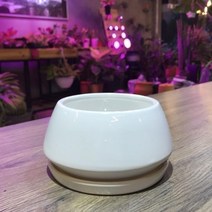 천연이끼 가습식물용 습식화장실화분 플랜테리어 집꾸미기 홈가드닝 홈스타일링