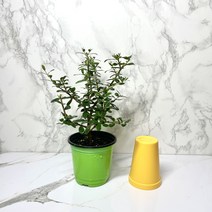 올리브나무 소품 올리브나무묘목