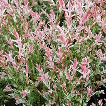 무늬버들나무 묘목 플라밍고샐릭스 - 개화주 포트 1개