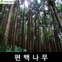 편백나무 편백나무묘목 피톤치드나무 조경수, 1개
