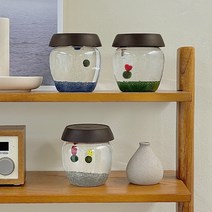 단지 동동이 마리모 키우기 DIY 세트, 자주색, 사랑이