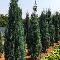 블루엔젤/H0.6M(P200화분)/묘목/c0982