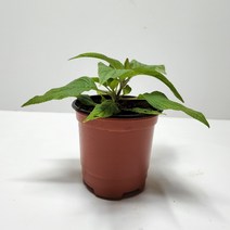 파인애플세이지화분
