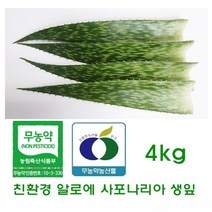 친환경 알로에사포나리아 생잎4kg