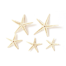 [드그라쎄] 석고방향제 DIY 데코 미니어처 장식 파츠 - 불가사리 미니어처, 대